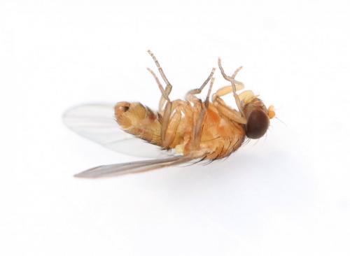 Réf. 249 411 : Agromyza ferruginosa